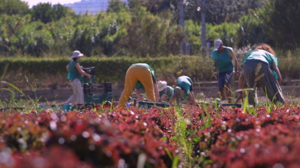 Espigoladors: segones oportunitats per a fruites i verdures lletges i persones boniques