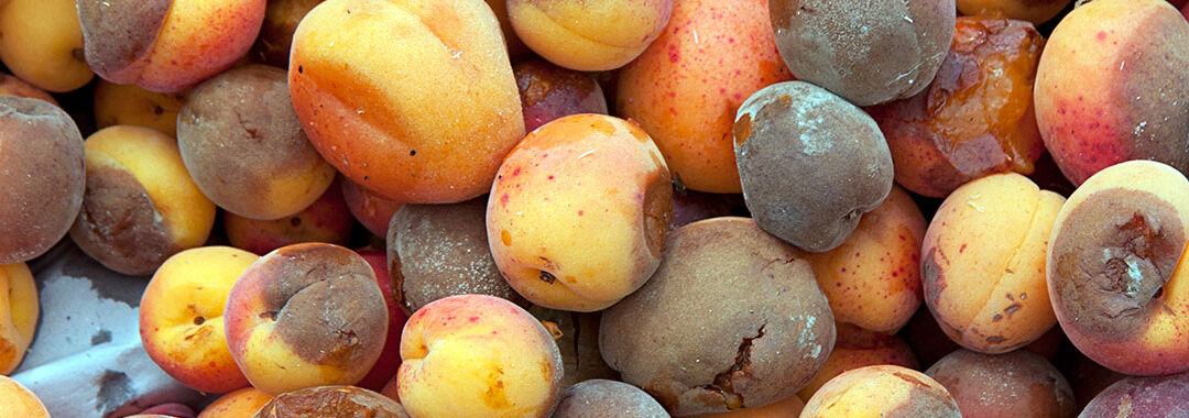 Informes sobre pérdida y desperdicio de alimentos